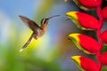 Little Hermit hummingbird hovering by a Lobster Claw Heliconia