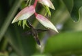 Little Hermit hummingbird feeding on a tropical Heliconia flower in the lush rainforest