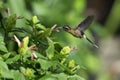 Little Hermit hummingbird feeding on flowers of the tropical Shrimp plant in the sunlight