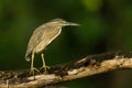 Little Heron (Butorides striata) Royalty Free Stock Photo