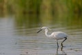 Little heron Egretta garzetta on the lake. Close up Royalty Free Stock Photo