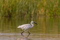 Little heron Egretta garzetta on the lake. Close up Royalty Free Stock Photo