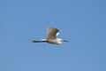 Little Heron Royalty Free Stock Photo