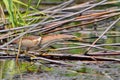 Little Heron Royalty Free Stock Photo