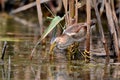 Little Heron Royalty Free Stock Photo