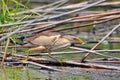 Little Heron Royalty Free Stock Photo