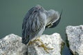 Little heron preening itself by a lake Royalty Free Stock Photo