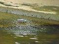 Little heron in river canal Royalty Free Stock Photo