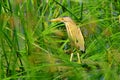 Little heron water bird portrait Royalty Free Stock Photo