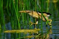 Little heron water bird walk Royalty Free Stock Photo