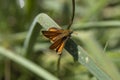 Little Hesperidae Hesperia Comma enjoying the sun