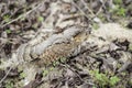 Little hiding Eurasian wryneck Jynx torquilla in grass, Bulgaria