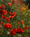 A little hill flooded with red poppies and other flowers Royalty Free Stock Photo