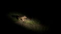 Baby Hippo walking at night Royalty Free Stock Photo