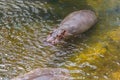 Little hippo in the water, The hippopotamus, or hippo, mostly herbivorous mammal in sub-Saharan Africa Royalty Free Stock Photo