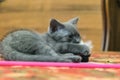 Little home gray kitten playing with toy mouse. Caught prey. Royalty Free Stock Photo