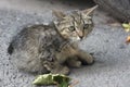 Little homeless kitten sitting on the pavement