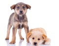 Little homeless puppy Royalty Free Stock Photo