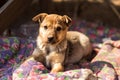 Little homeless puppy in handmade aviary made by volunteers waiting for family to adopt dog. Small homeless dog looks with sad Royalty Free Stock Photo