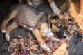 Little homeless puppy laying in handmade aviary made by volunteers waiting for family to adopt dog. Small homeless dog looks with Royalty Free Stock Photo