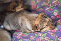 Little homeless puppy sleeping on dirty blanket in handmade aviary made by volunteers waiting for family to adopt dog. Small Royalty Free Stock Photo