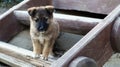 Little homeless puppy on the stairs near the house in the village. A little funny dog guards the house Royalty Free Stock Photo