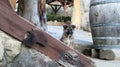 Little homeless puppy on the stairs near the house in the village. A little funny dog guards the house Royalty Free Stock Photo