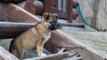 Little homeless puppy on the stairs near the house in the village. A little funny dog guards the house Royalty Free Stock Photo