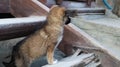 Little homeless puppy on the stairs near the house in the village. A little funny dog guards the house Royalty Free Stock Photo