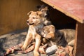 Little homeless puppys in handmade aviary made by volunteers waiting for family to adopt dog. Small homeless dogs looks with sad Royalty Free Stock Photo