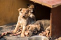 Little homeless puppys in handmade aviary made by volunteers waiting for family to adopt dog. Small homeless dogs looks with sad Royalty Free Stock Photo