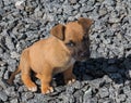 Little homeless red puppy with sad eyes on a pile of stones
