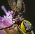 Little honey bee caught by spider Royalty Free Stock Photo