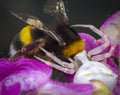 Little honey bee caught by spider Royalty Free Stock Photo