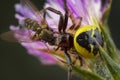 Little honey bee caught by spider Royalty Free Stock Photo