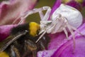 Little honey bee caught by spider Royalty Free Stock Photo