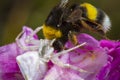 Little honey bee caught by spider Royalty Free Stock Photo