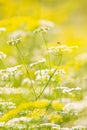 A little honey bee collecting pollen on wild flowers,  spring blossom Royalty Free Stock Photo