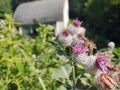 Little honey bee insect sitting on the thistle flower Royalty Free Stock Photo