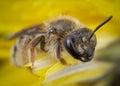 little honeybee posing in a yellow flower resting Royalty Free Stock Photo