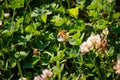 Little honeybee working hard to pollinate the clover