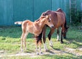 Little horse foal and its mother feed at farm Royalty Free Stock Photo