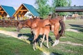 Little horse foal and its mother feed at green grass Royalty Free Stock Photo