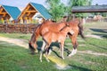 Horse foal and its mother feed at green grass Royalty Free Stock Photo