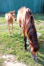 Little horse foal and its mother feed on green grass Royalty Free Stock Photo