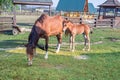 Little horse foal and its mother feeding on green grass Royalty Free Stock Photo