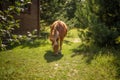 Little horse grazing near forest hut. Ginger pony nibbles fresh grass on green lawn near wooden house Royalty Free Stock Photo