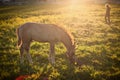 Little horse on a meadow