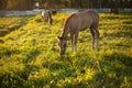 Little horse on a meadow