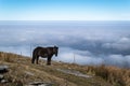 The little horse on the mountain beside the sea of clouds Royalty Free Stock Photo